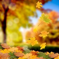 Фреска Осенняя листва