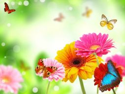 Фотообои Цветы и бабочки