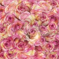 Фотообои Розы экзотической окраски