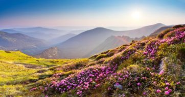 Фреска Поляна цветы в горах
