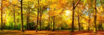 Фреска Осенний парк в лучах солнца