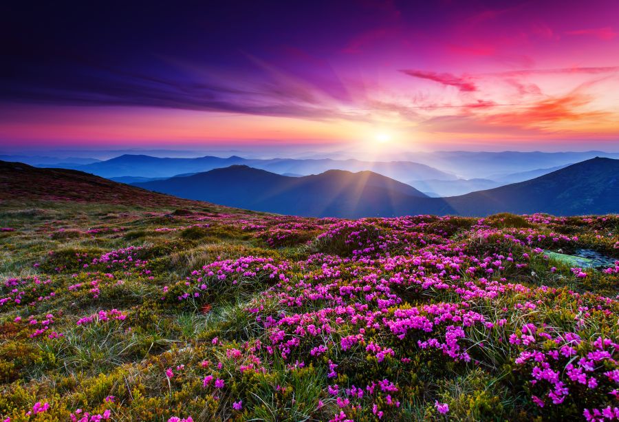Фотообои Цветущая долина в фиолетовом закате