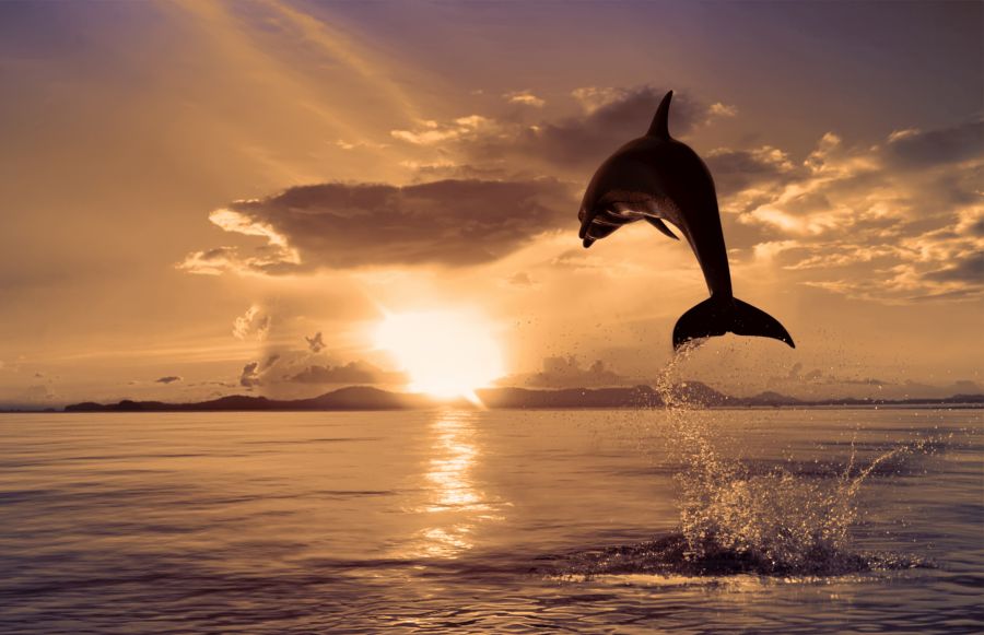 Фреска Дельфин в прыжке