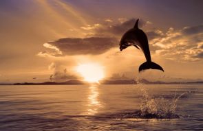Фреска Дельфин в прыжке