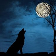 Фреска Волк, луна, ночь