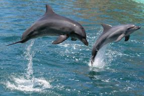 Фреска Два дельфина