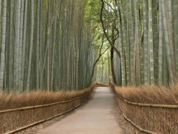 Фреска бамбуковый лес