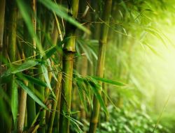Фреска бамбуковые стебли