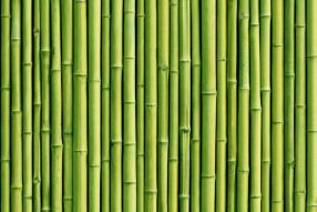 Фреска бамбук