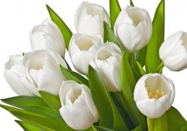 Фреска Букет белых тюльпанов