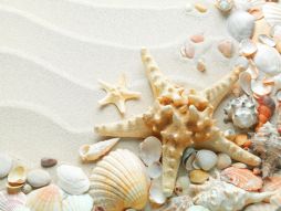 Фотообои 3D морская звезда и ракушки