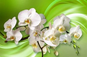 Фреска 3д Белые орхидеи на зеленом фоне