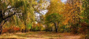 Фреска Осенний лес