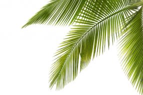 Фреска Листья пальмы