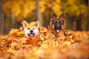 Фреска Собаки в листьях
