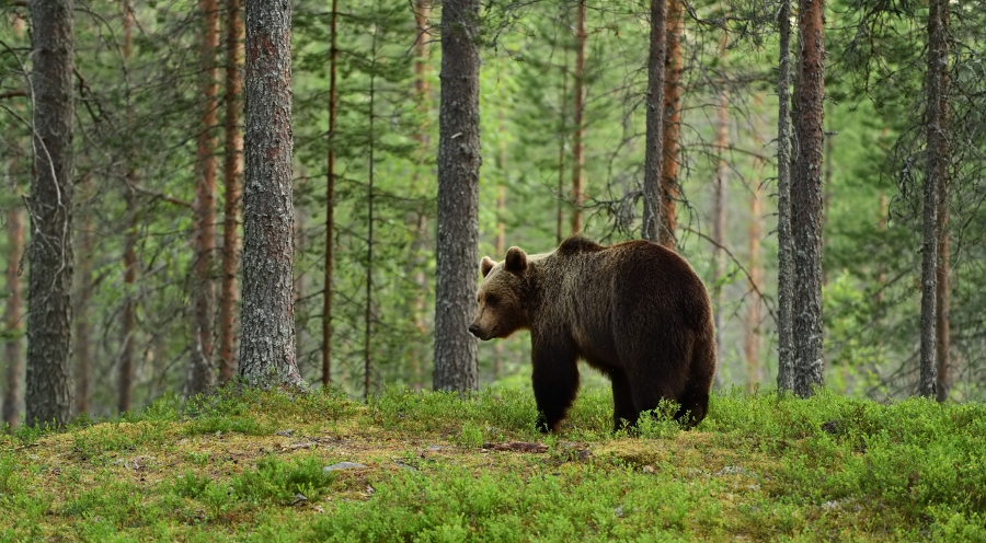 Фотообои Бурый медведь