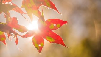 Фреска солнце в листве
