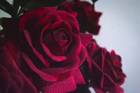 Фреска необычная роза