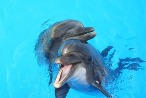 Фреска играющие дельфины