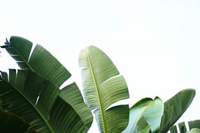 Фотообои Банановые листья