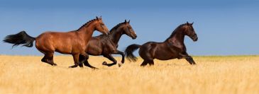 Фреска Тройка лошадей