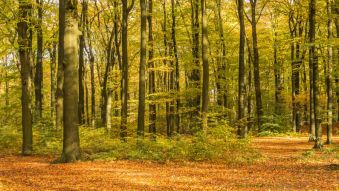 Фреска Осенний лес