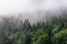 Фреска Туман над лесом