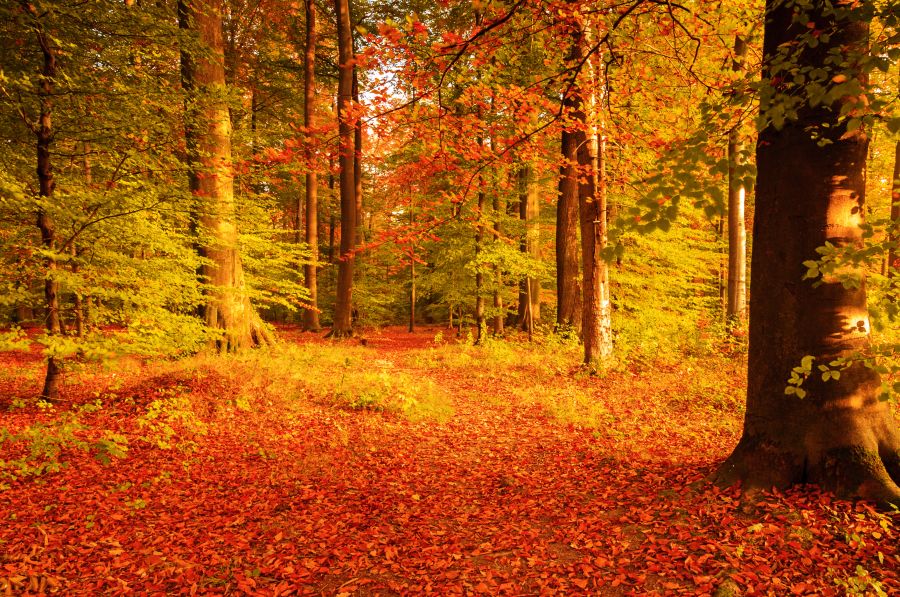 Фотообои Осенний лес