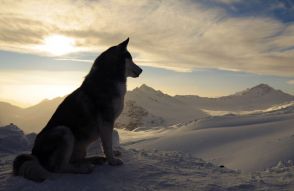 Фреска Собака на снежной вершине