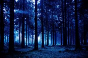 Фреска Мрачный лес
