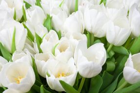 Фреска Белые тюльпаны крупным планом