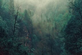 Фотообои Дремучий лес
