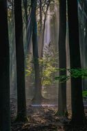 Фотообои Тихий лес