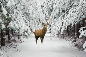 Фреска Олень в зимнем лесу