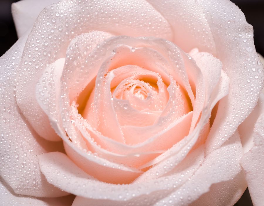 Фотообои Нежная роза с каплями