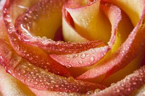 Фреска Капли росы на лепестках розы